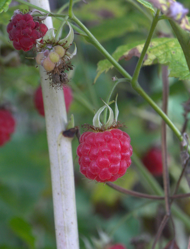 Image of Rubus idaeus specimen.