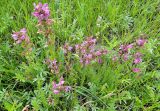 Pedicularis uliginosa. Цветущие растения на сыром лугу с кустарниками. Республика Бурятия, Баунтовский эвенкийский р-н, окр. пос. Северный, долина р. Има, речная терраса. 23.06.2013.