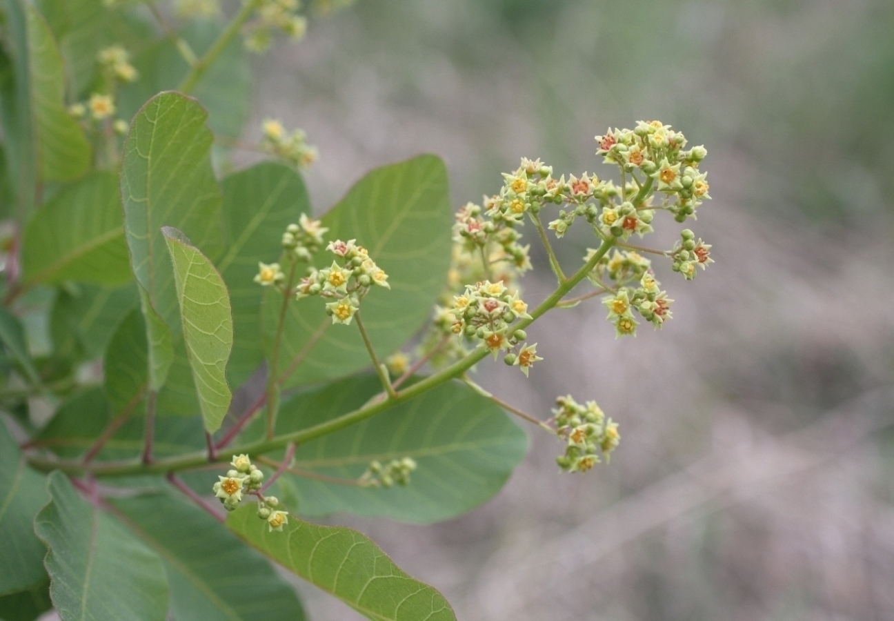 Изображение особи Cotinus coggygria.