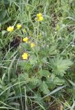 Ranunculus georgicus