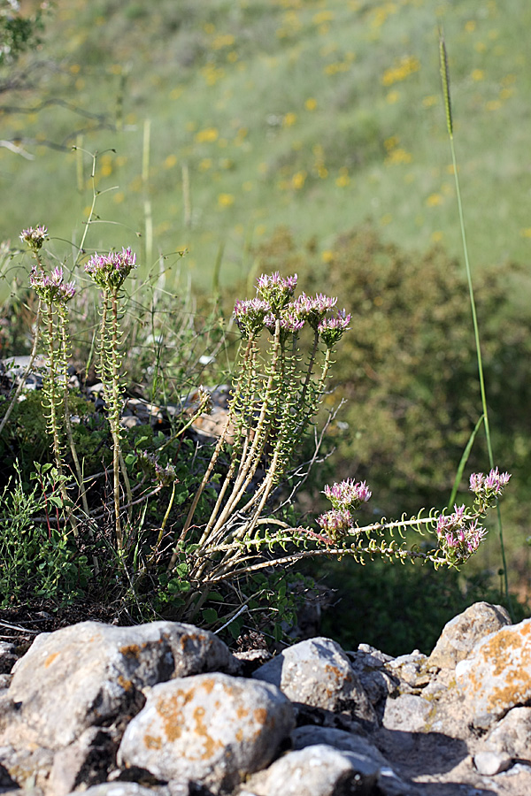 Изображение особи род Pseudosedum.