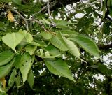 Prunus serrulata