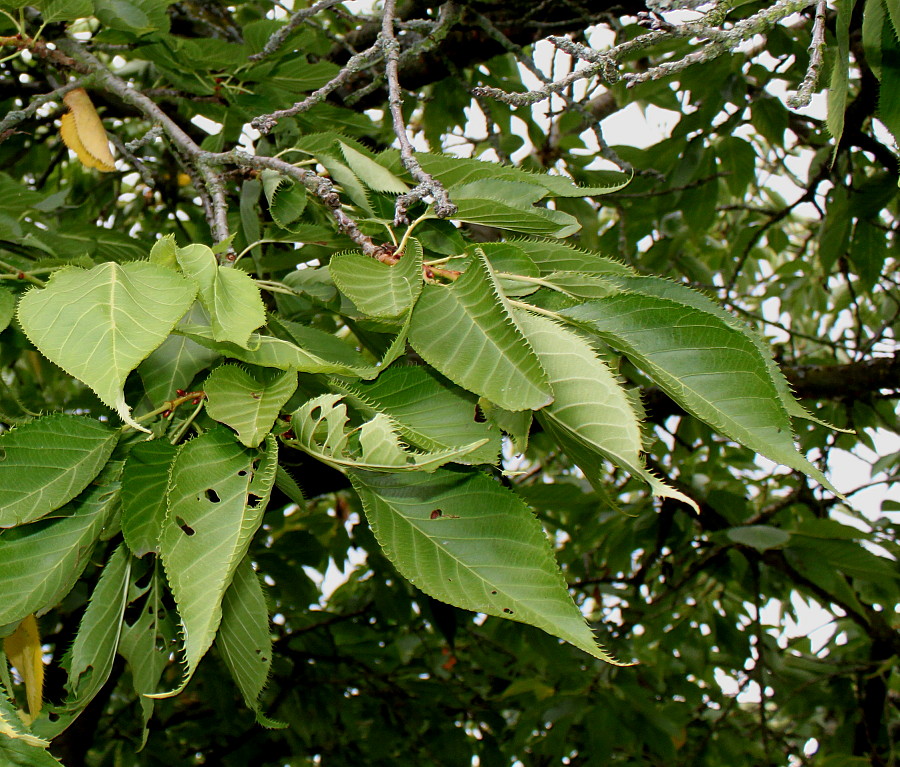 Изображение особи Prunus serrulata.