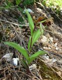 Epipactis atrorubens. Растение с бутонами. Архангельская обл., Пинежский р-н, восточные окр. Пинежского заповедника, карстовый лог. 21.06.2013.