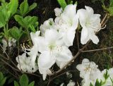 Rhododendron schlippenbachii