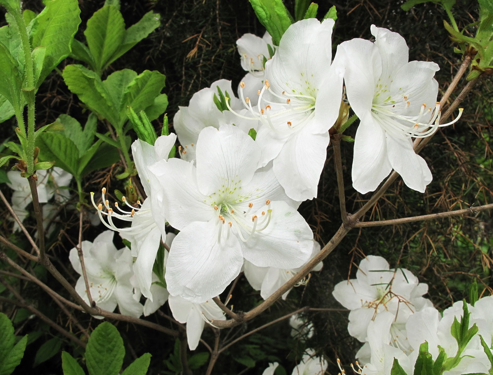 Изображение особи Rhododendron schlippenbachii.