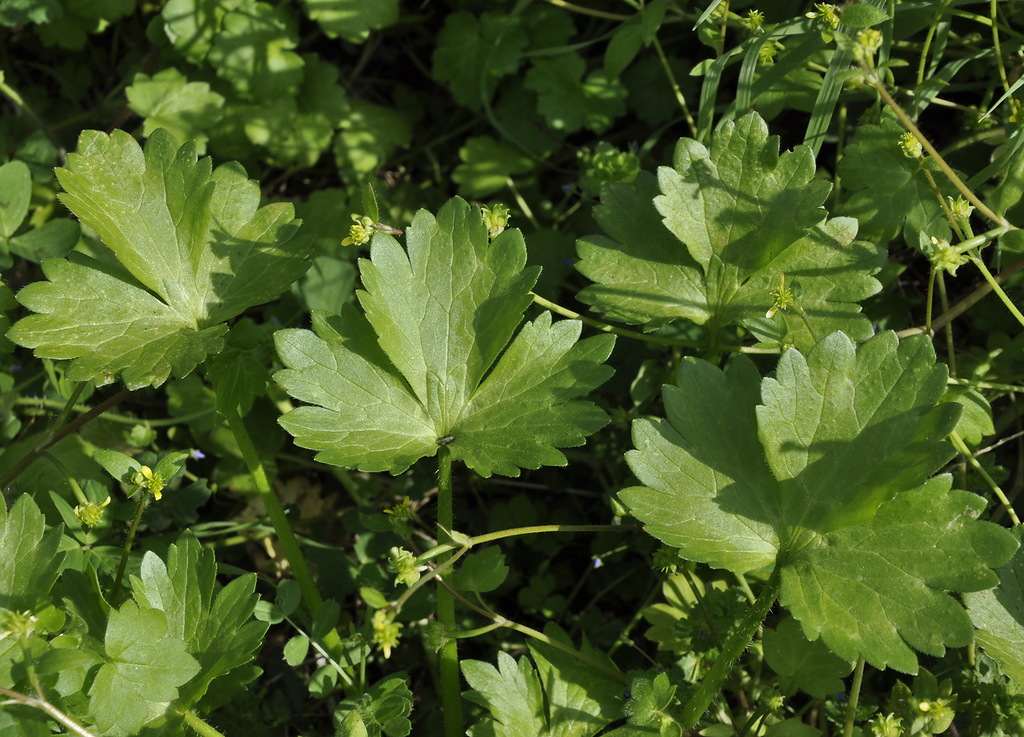 Изображение особи Ranunculus muricatus.