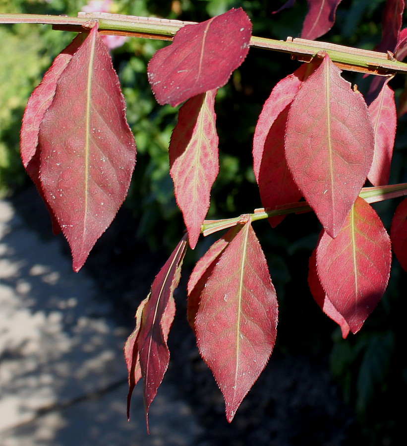 Изображение особи Euonymus alatus.