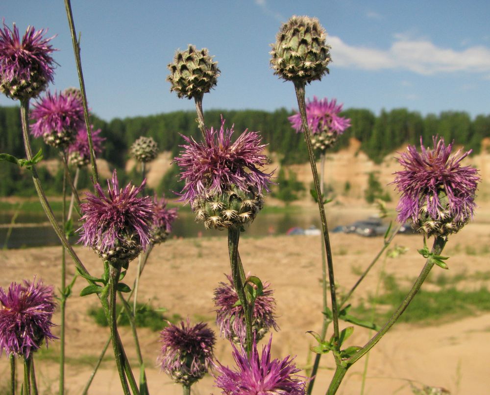 Image of Centaurea scabiosa specimen.