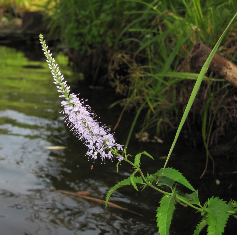 Изображение особи Veronica longifolia.