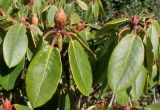 Rhododendron campanulatum. Побеги. Германия, г. Дюссельдорф, Ботанический сад университета. 02.03.2014.