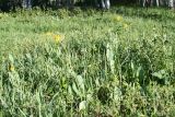 Ligularia altaica
