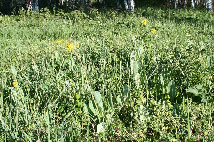 Изображение особи Ligularia altaica.