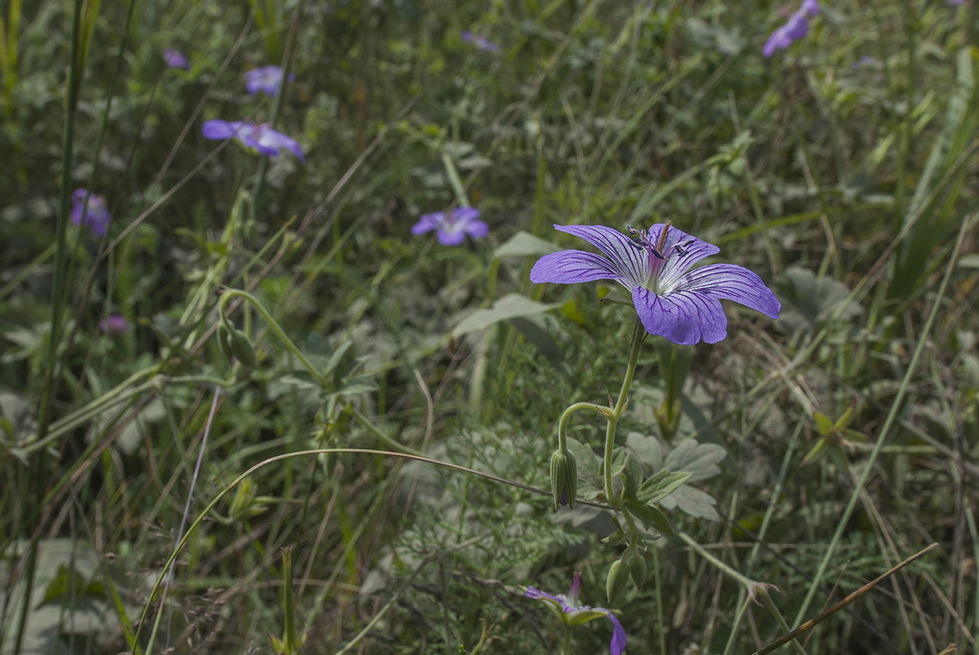 Изображение особи род Geranium.