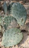 род Opuntia