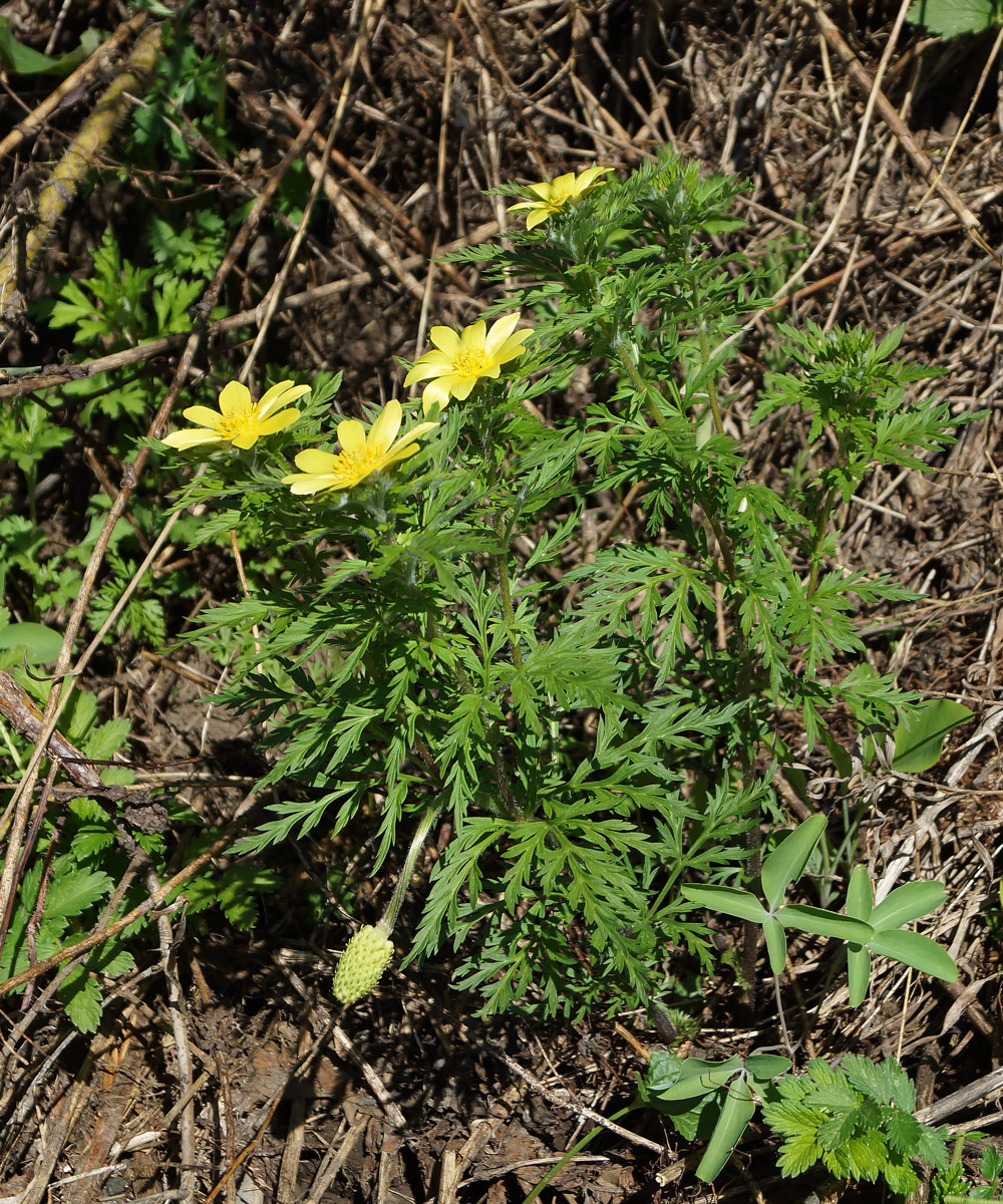 Image of Adonis villosa specimen.