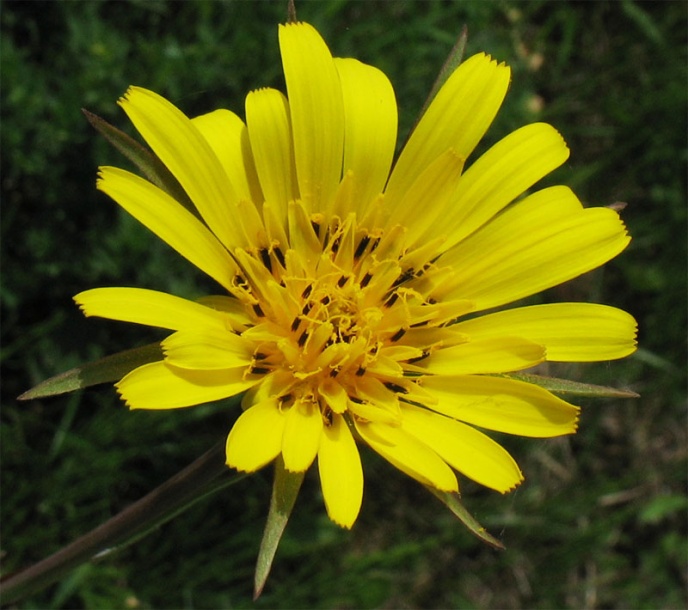 Image of Tragopogon pratensis specimen.