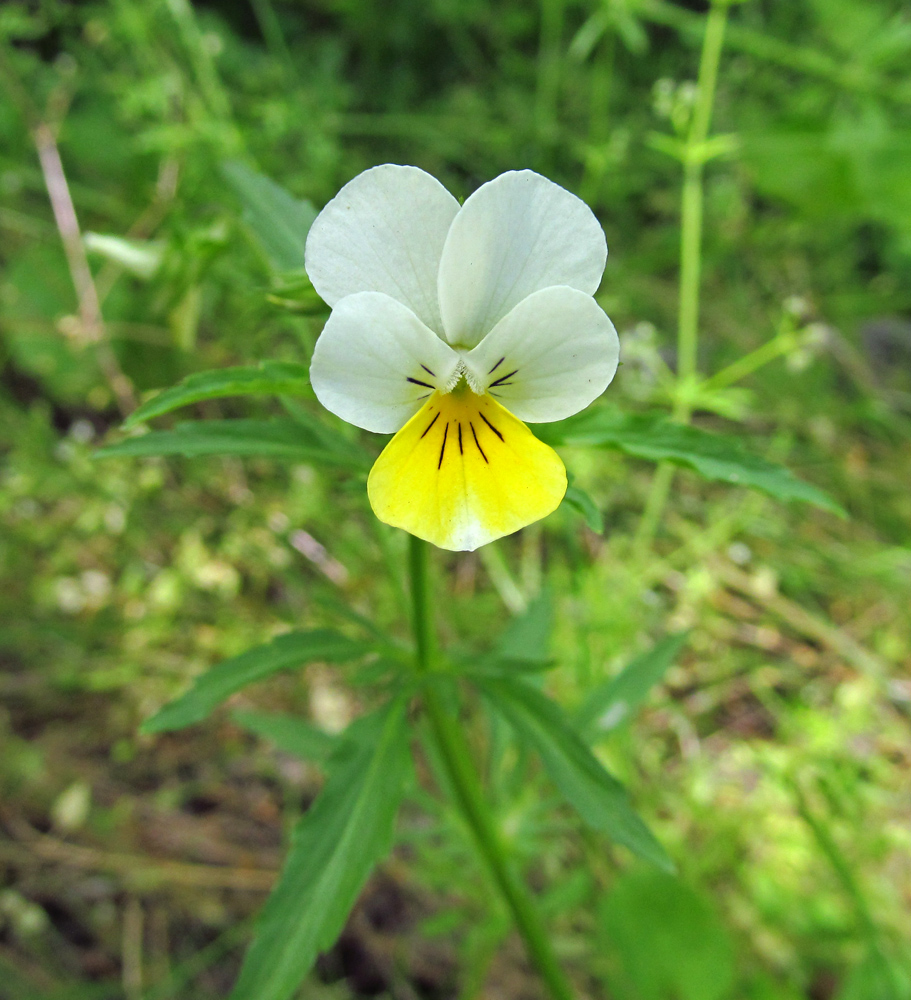 Image of Viola matutina specimen.
