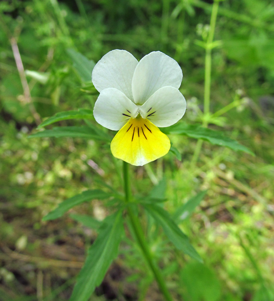 Изображение особи Viola matutina.