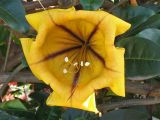 Solandra maxima