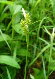 Carex pallescens. Верхушка побега с соплодиями и отцветшим мужским соцветием. Ставропольский край, г. Кисловодск, парк, около Красных камней, склон холма, в невысокой траве (43°53′52″ с.ш., 42°43′40,24″ в.д.). 29.05.2014.