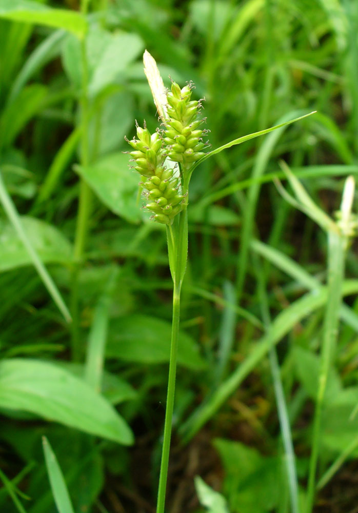Изображение особи Carex pallescens.