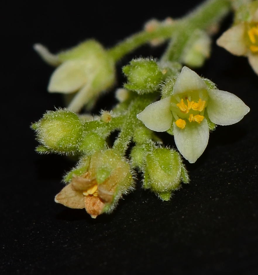 Image of Bursera hindsiana specimen.