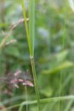 Dactylis glomerata. Часть побега с основанием листа. Ленинградская обл., Волосовский р-н, окр. дер. Малый Сабск, берег р. Луга. 29.06.2014.