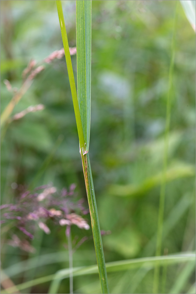 Изображение особи Dactylis glomerata.