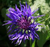 Centaurea nigrofimbria