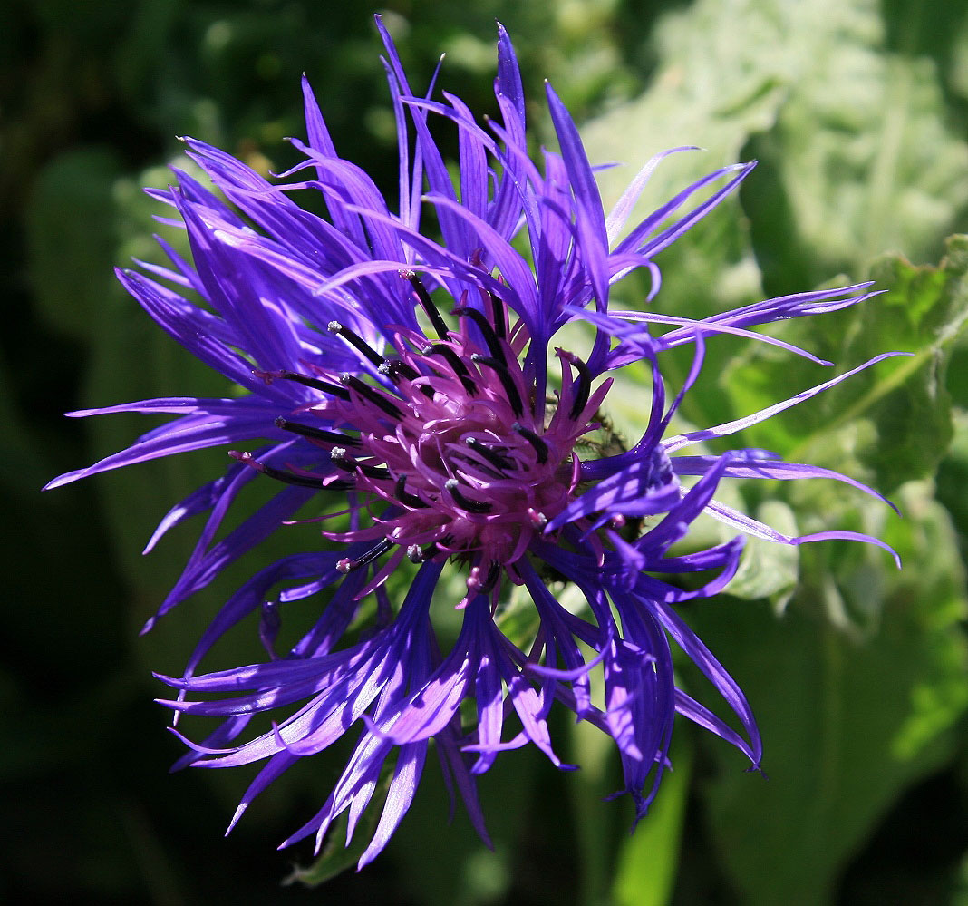 Image of Centaurea nigrofimbria specimen.