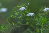 Veronica filifolia