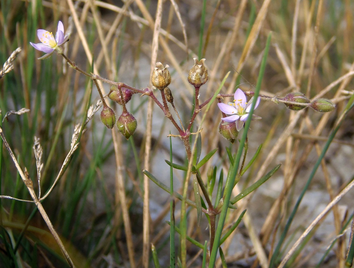 Image of Spergularia rubra specimen.