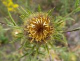 Carlina biebersteinii