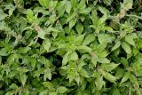 Parietaria officinalis. Верхушки цветущих побегов. Германия, г. Дюссельдорф, Ботанический сад университета. 03.06.2014.