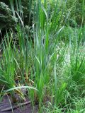 genus Typha. Вегетирующие растения. Украина, г. Киев, лес на восточной окраине, русло речки. 07.08.2014.