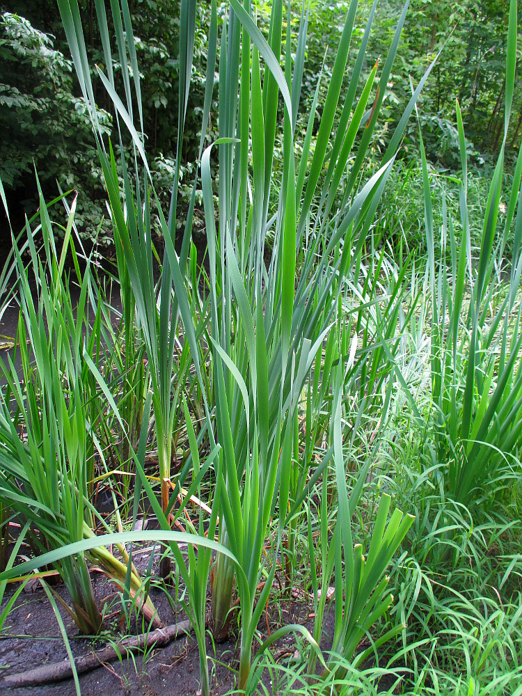 Image of genus Typha specimen.