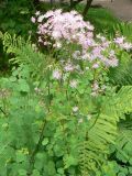 Thalictrum aquilegiifolium