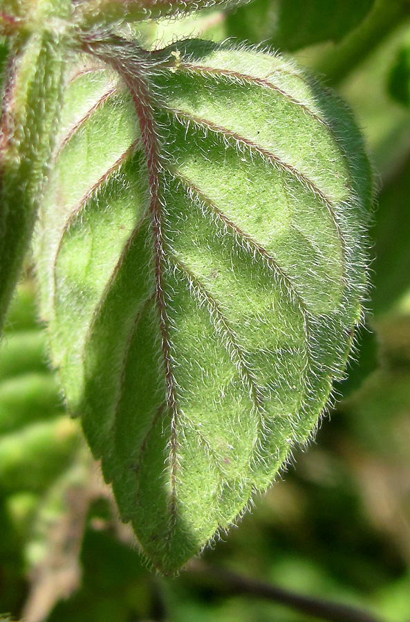 Image of Mentha aquatica specimen.
