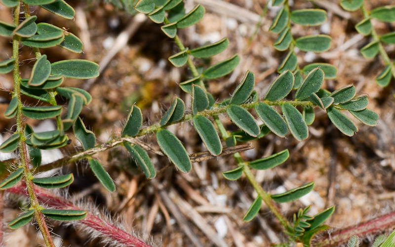 Изображение особи Astragalus berytheus.