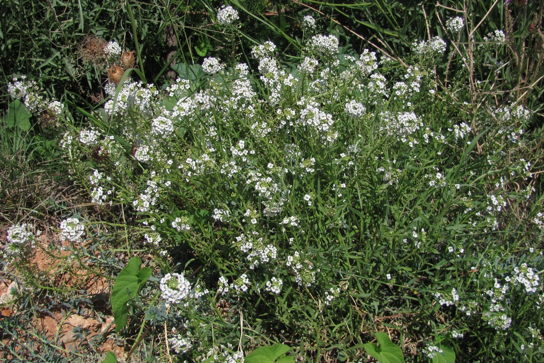 Image of Lobularia maritima specimen.