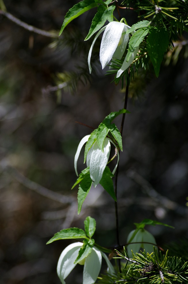 Image of Atragene sibirica specimen.