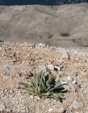 genus Verbascum