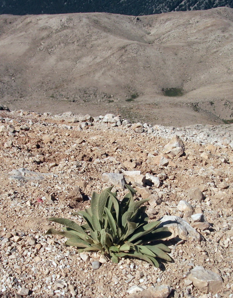 Изображение особи род Verbascum.