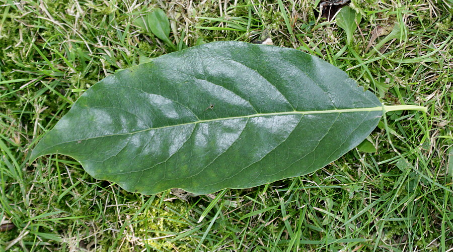 Image of Diospyros lotus specimen.