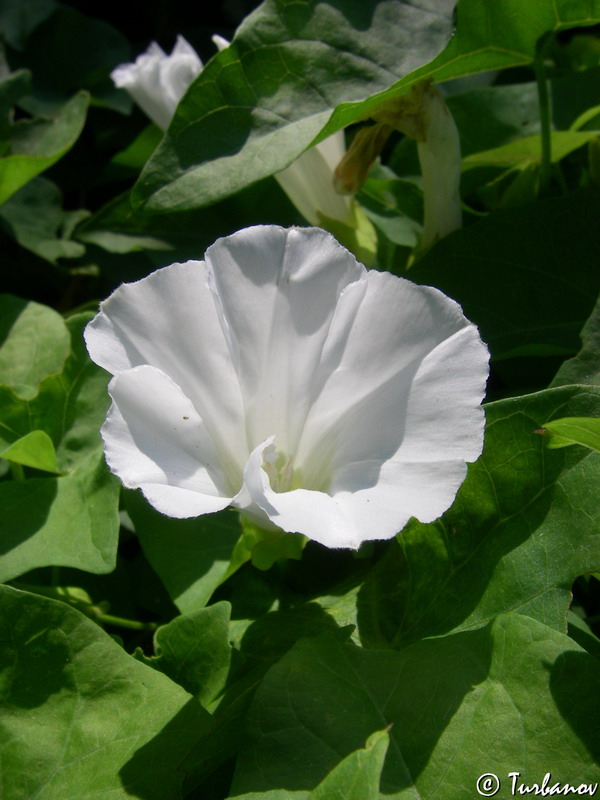 Изображение особи Calystegia sepium.