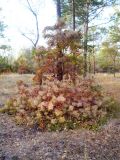 Cotinus coggygria. Растение в осенней раскраске. Волгоградская обл., Николаевский р-н, г. Николаевск, восточная окраина, лесопосадка \"Соснушки\". 27.09.2014.