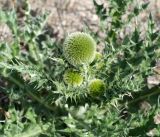 Echinops davuricus