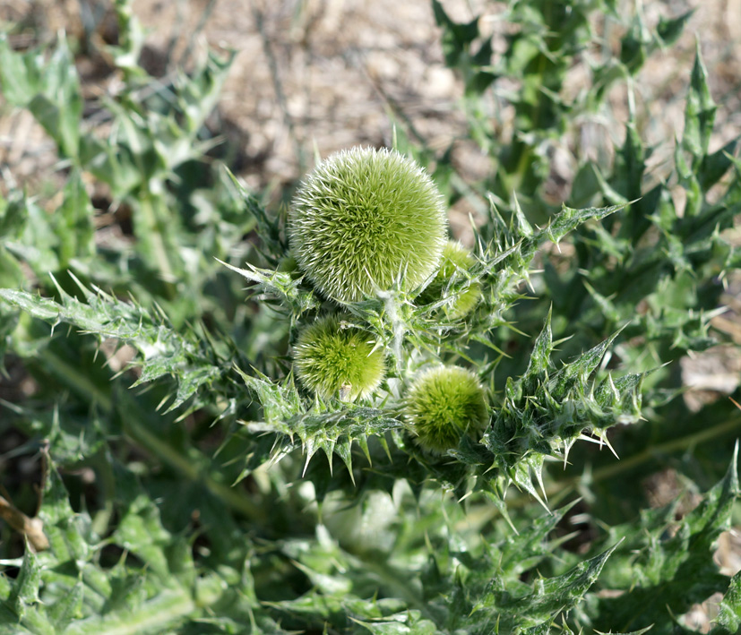 Image of Echinops davuricus specimen.