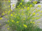 Sisymbrium loeselii